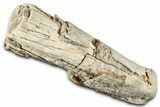 Long Petrified Wood (Schinoxylon) Limb - Blue Forest, Wyoming #326691-1